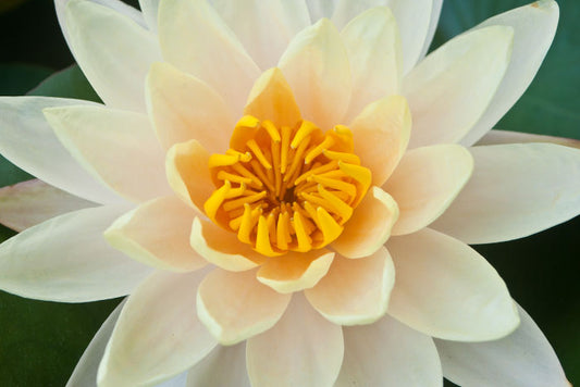 lotus flower